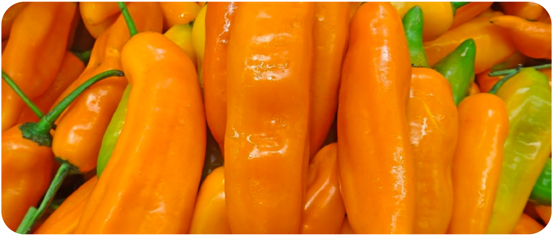 Why the Aji Amarillo is so used in Peruvian Food